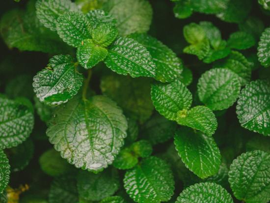 Munt Extract