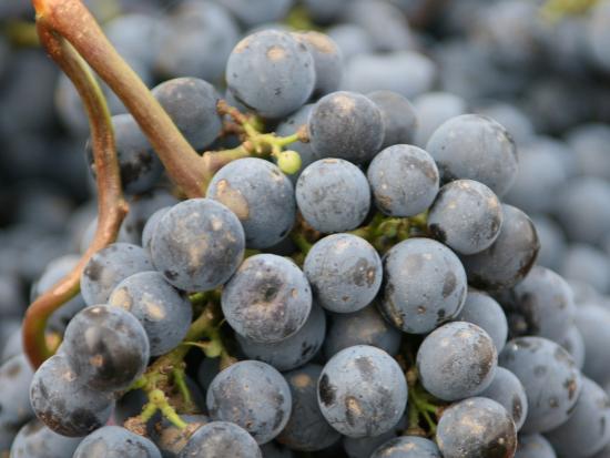 resveratrol