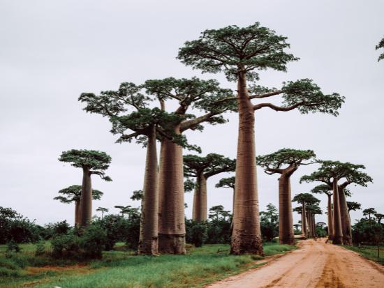 Baobab olie 