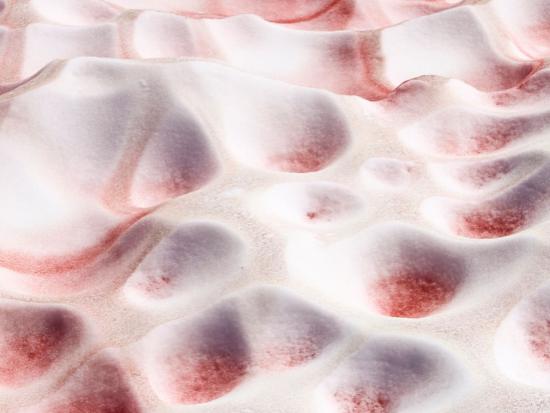 Roze sneeuwalgen