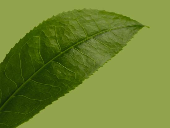 Groene thee extract