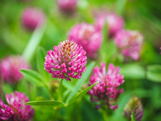 Rode klaverbloem