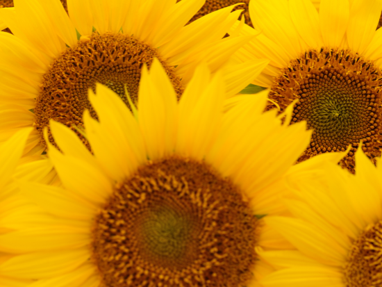 Vitamine E